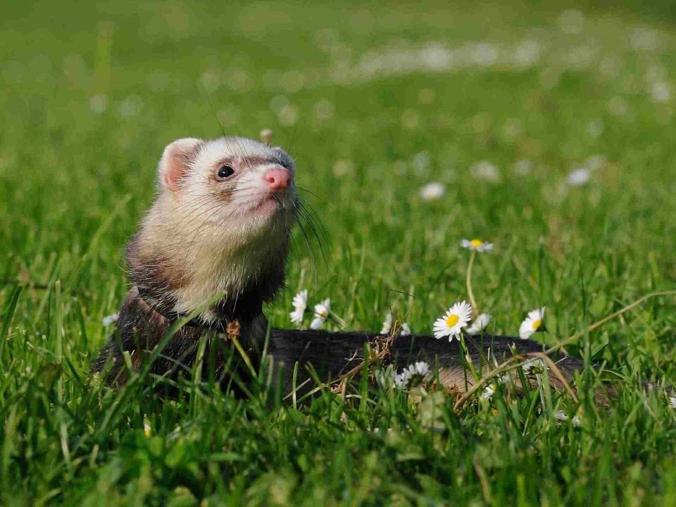 ferret names for your pet dogs