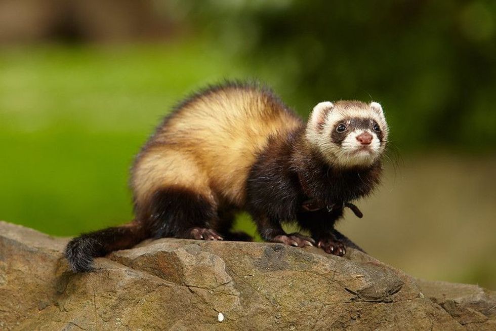 Ferret standing on a rock in city park.