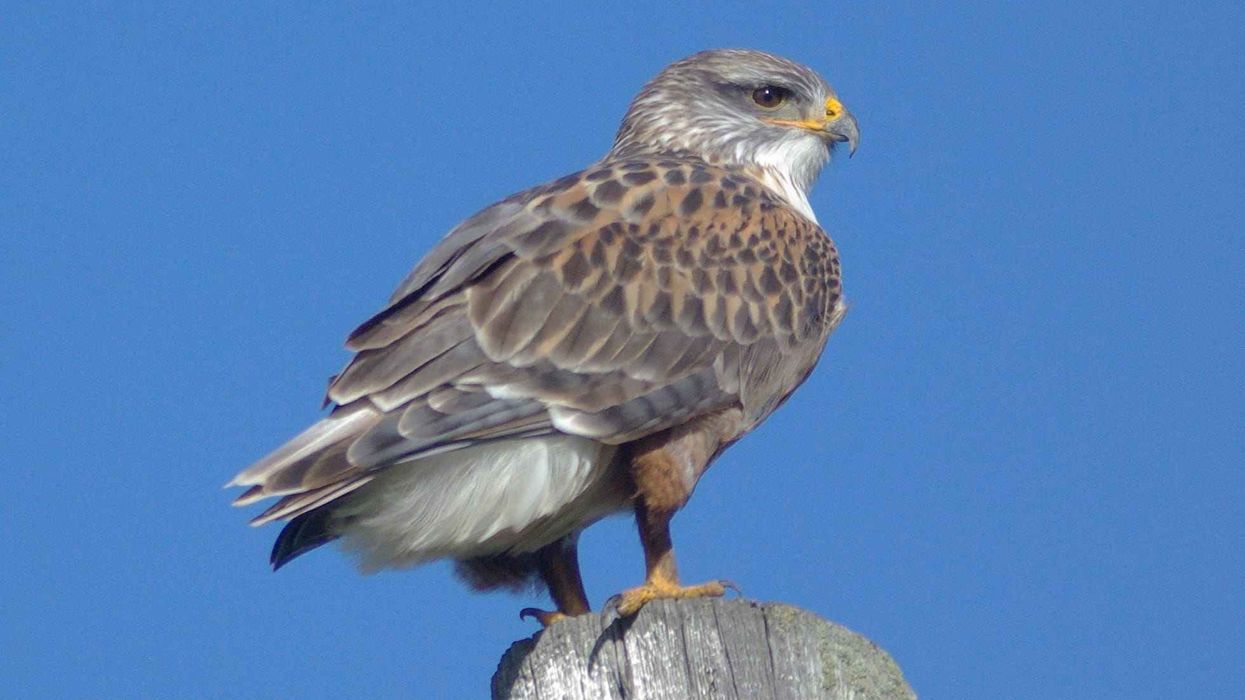 Ferruginous hawk facts about the biggest hawk of North America.