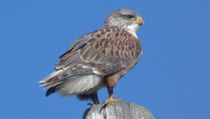 Ferruginous hawk facts about the biggest hawk of North America.