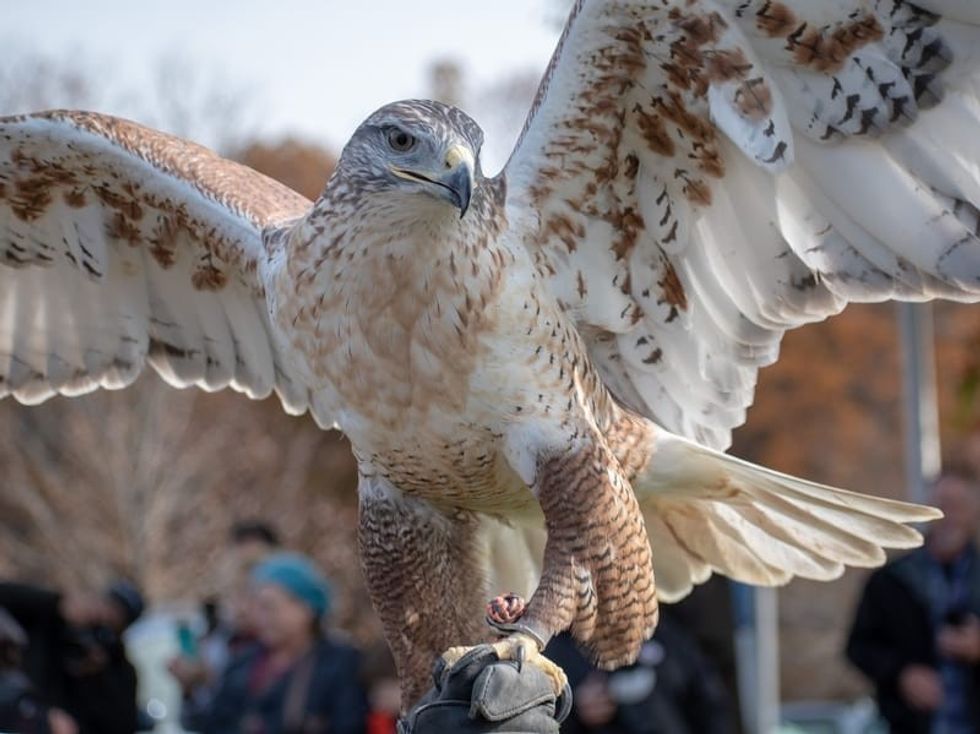 Fun Ferruginous Hawk Facts For Kids 