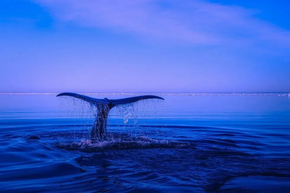 Festival For The Souls Of Dead Whales dedicates the day to the souls of all whales who lost lives.