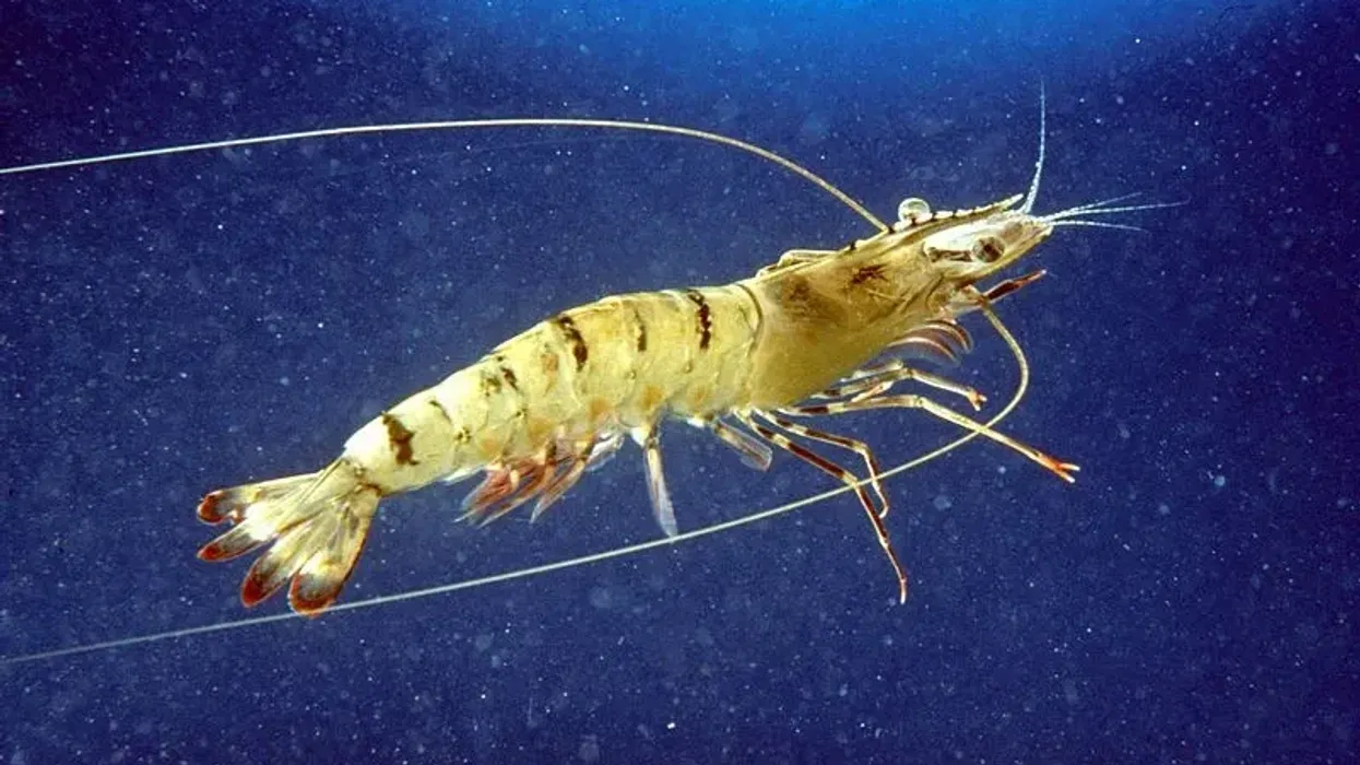 Few tiger prawn facts that will leave you speechless.