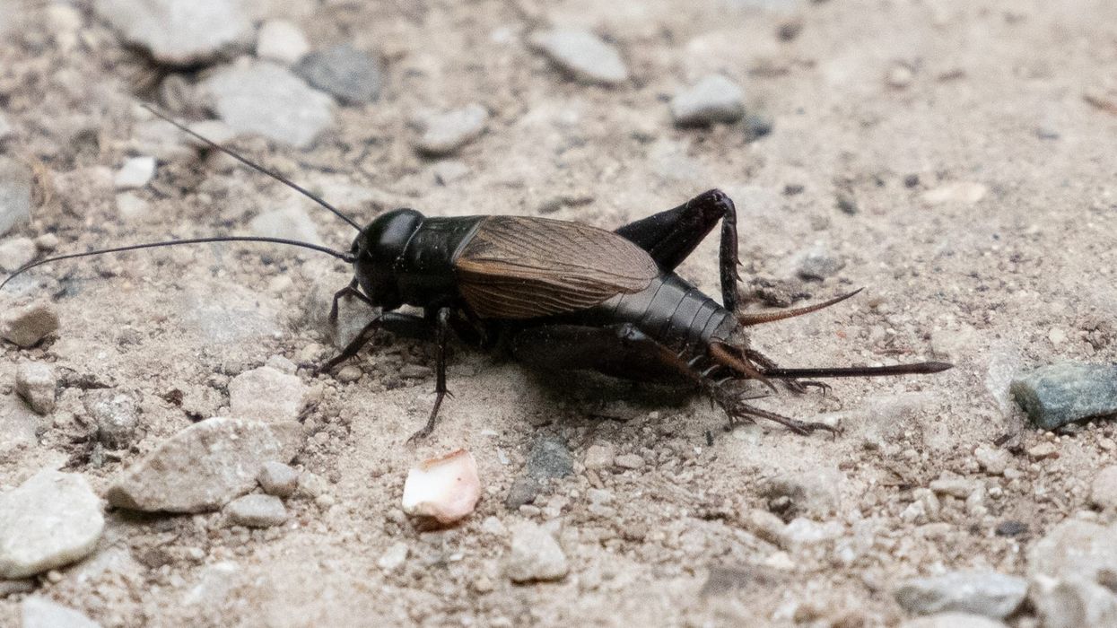 Field Cricket facts about the Field Cricket species with the scientific name Gryllus campestris.