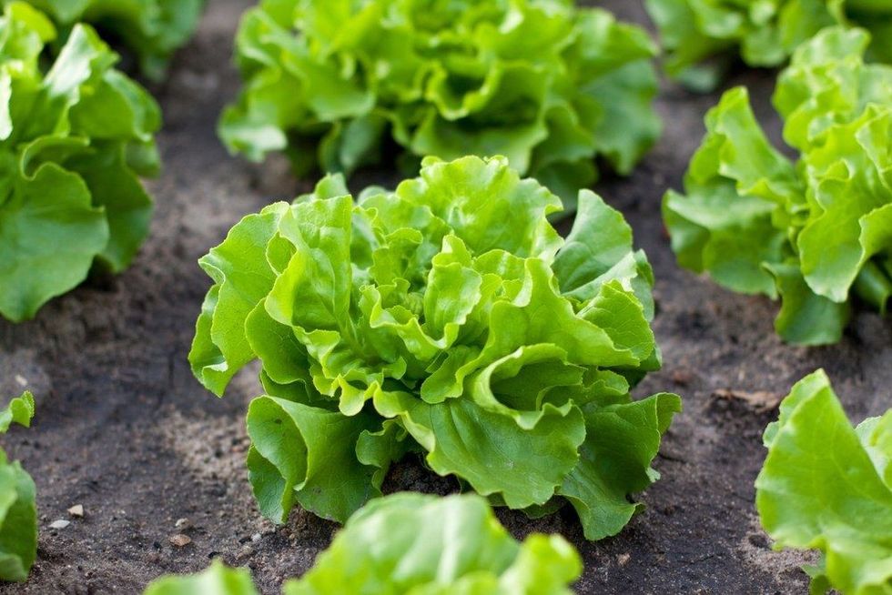 Field of green lettuce vegetables.