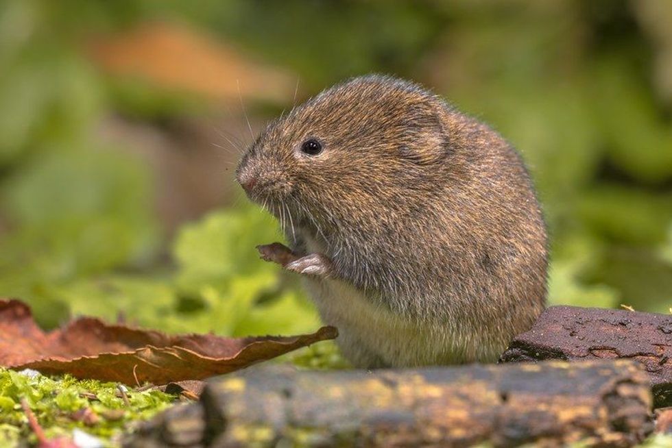 Field vole or short-tailed vole (Microtus agrestis) walking in natural habitat green forest environment