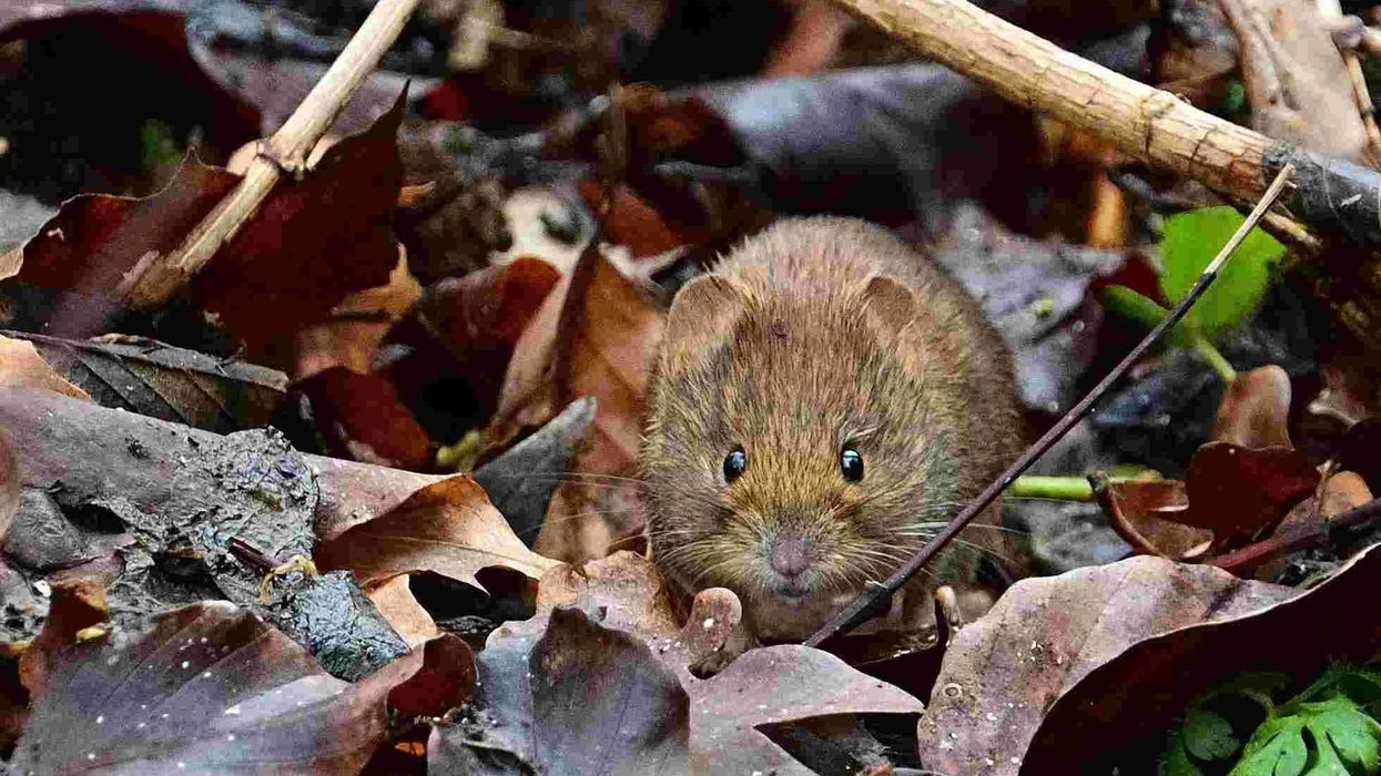 Field voles are extremely vocal and field vole facts will surely interest you. Field vole sounds include chattering and chirping