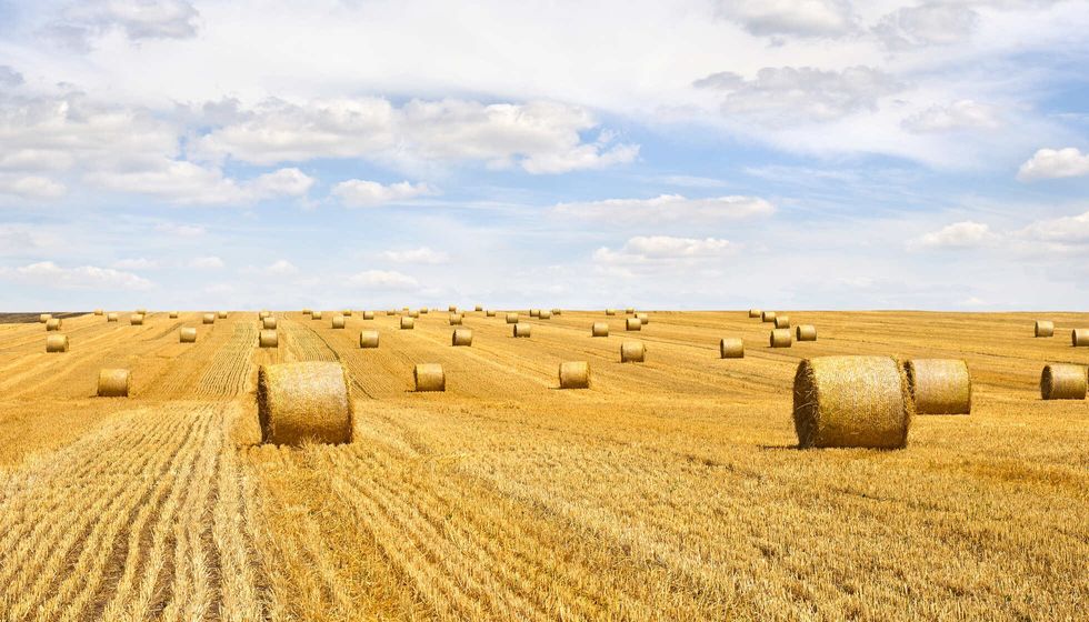 Field with straw bales after harvest on a background.