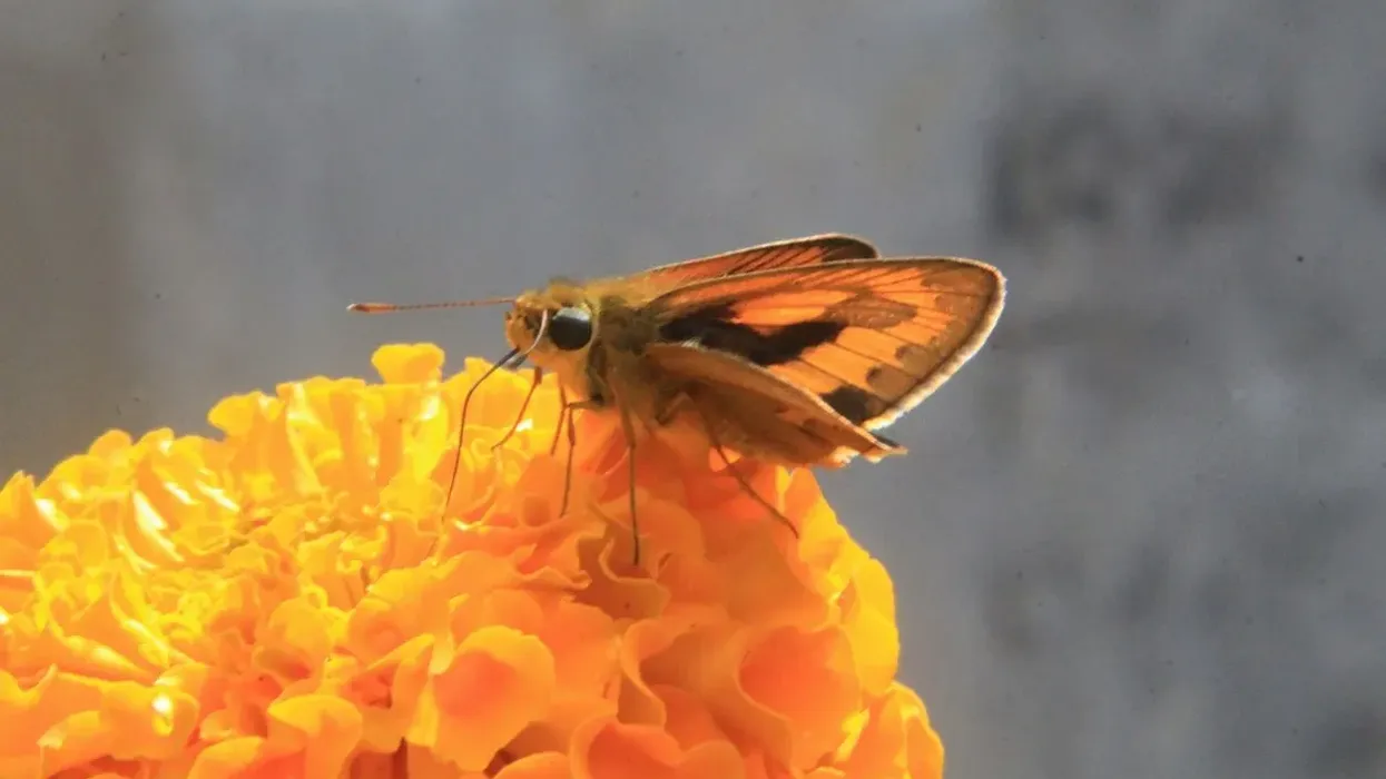 Fiery skipper facts about a flower-loving insect.