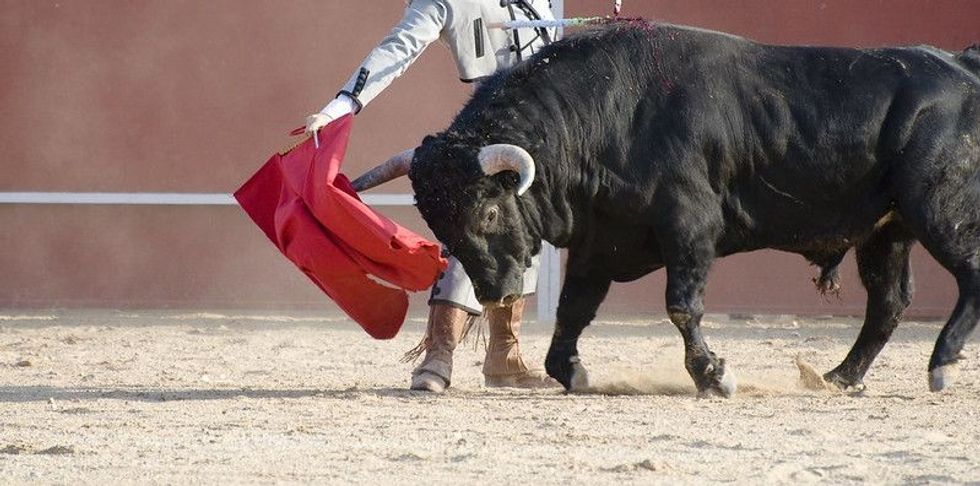 Fighting bull picture from Spain