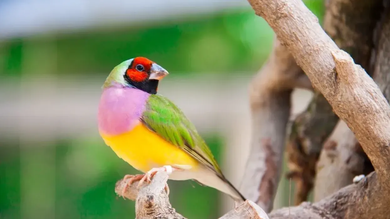 Finch bird facts such as there are over 50 types of finches are interesting.