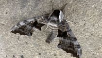 Fun One-Eyed Sphinx Moth Facts For Kids | Kidadl