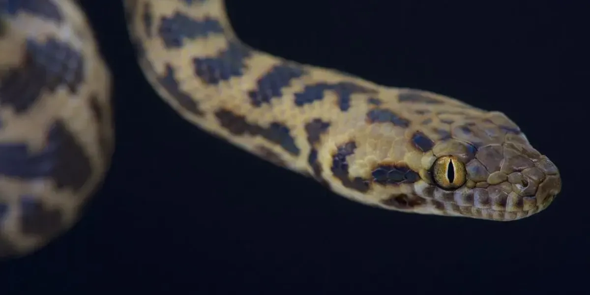 Children's Python Vs Spotted Python Fun Spotted Python Facts For Kids | Kidadl