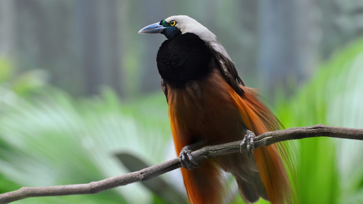 Find amazing superb bird-of-paradise facts to shed some light on the unique features of this bird.