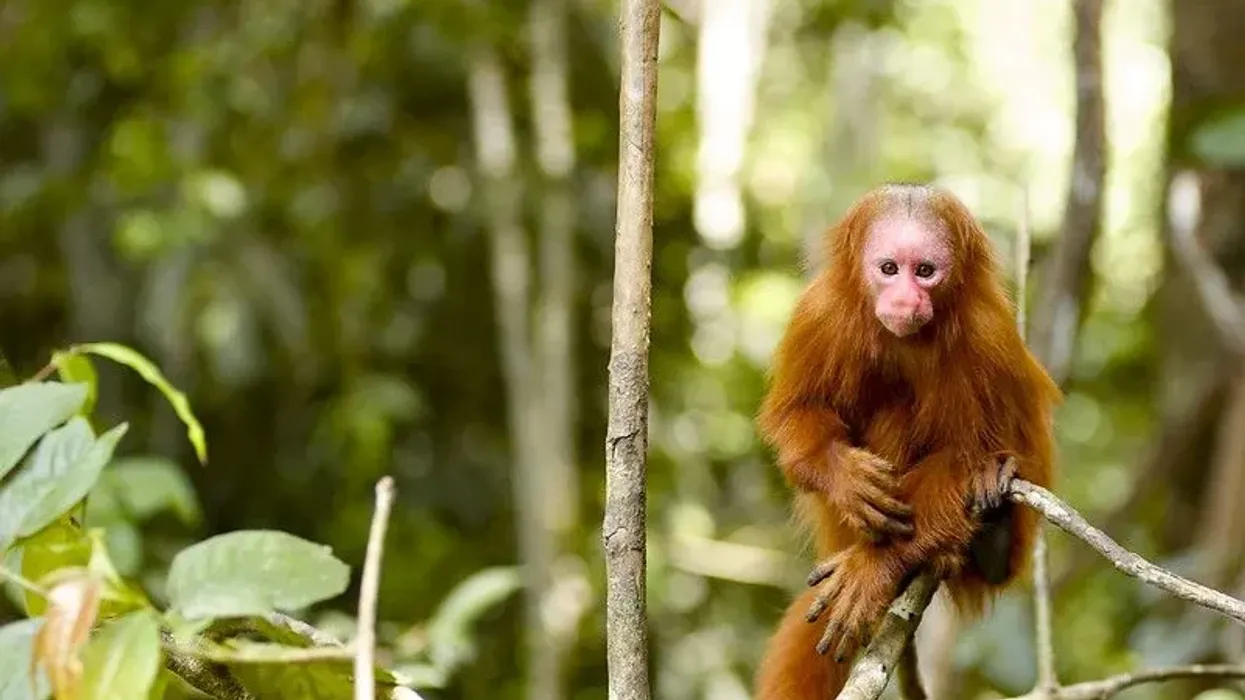 Find bald uakari facts for kids and more here!