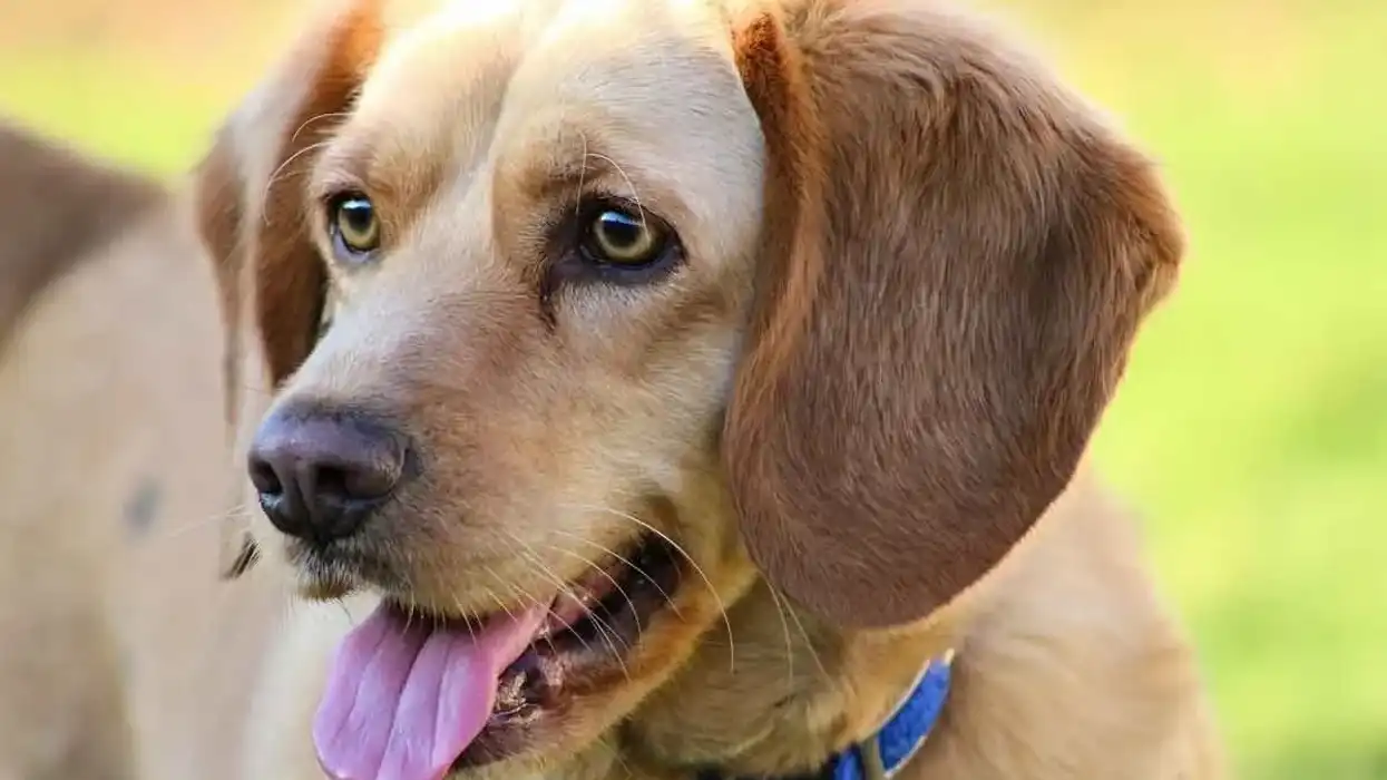 Find Beagle Lab mix facts about this dog that is energetic and easy to train