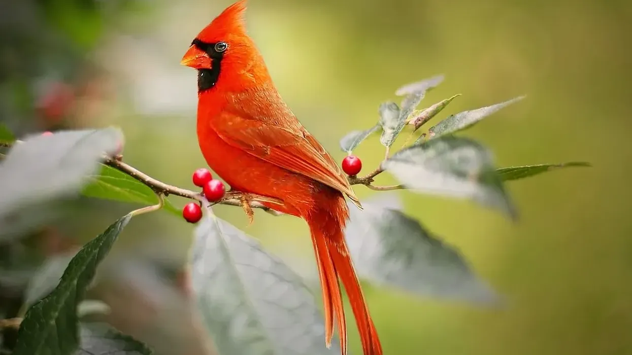 Find brilliant red cardinal bird facts here.