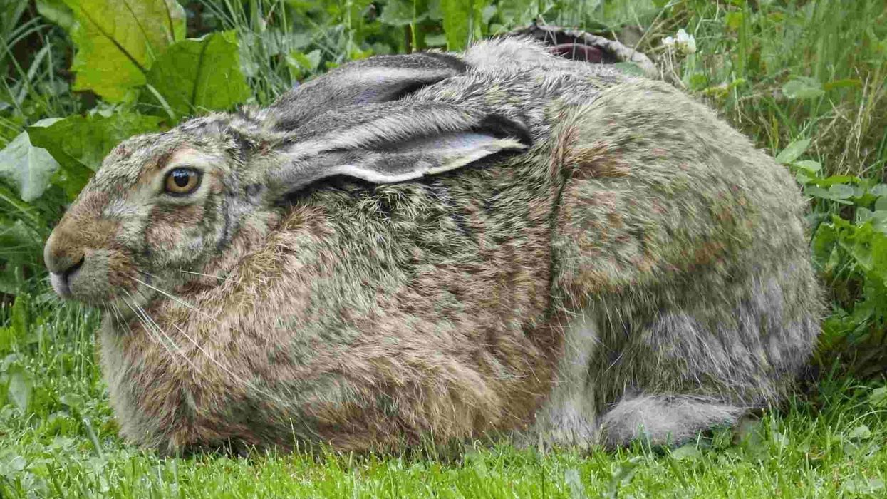 Find brown hare facts which will help you learn about this animal.