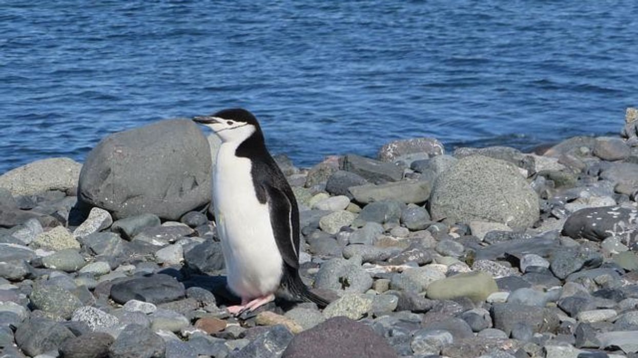 Find chinstrap penguin facts for kids here.