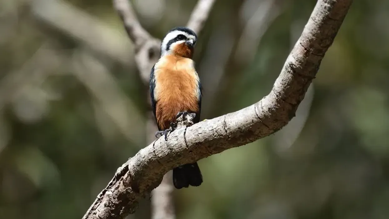 Find collared falconet facts about their population, range, subspecies, and more here.