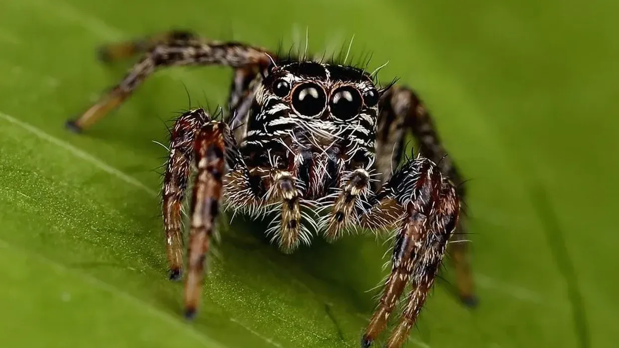 Find daring Jumping spider facts on the bold jumping spider.