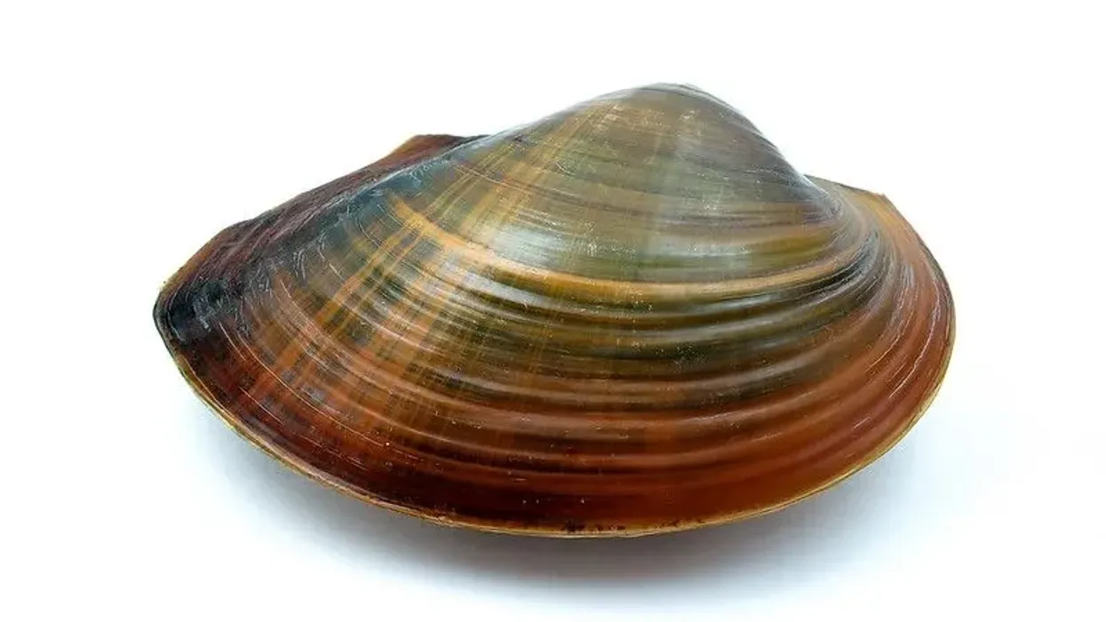 Find edible freshwater mussels facts for food lovers here.