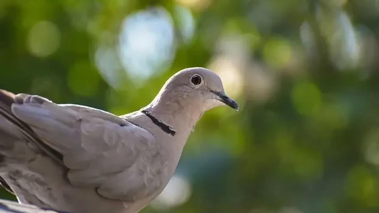 Find Eurasian collared dove facts about the bird that is found all over the world.