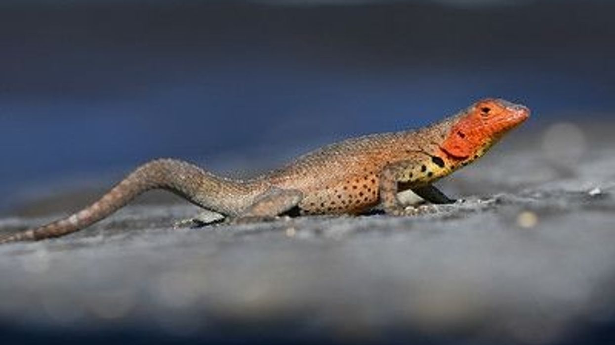 Find fascinating Galapagos Lava Lizard facts here.