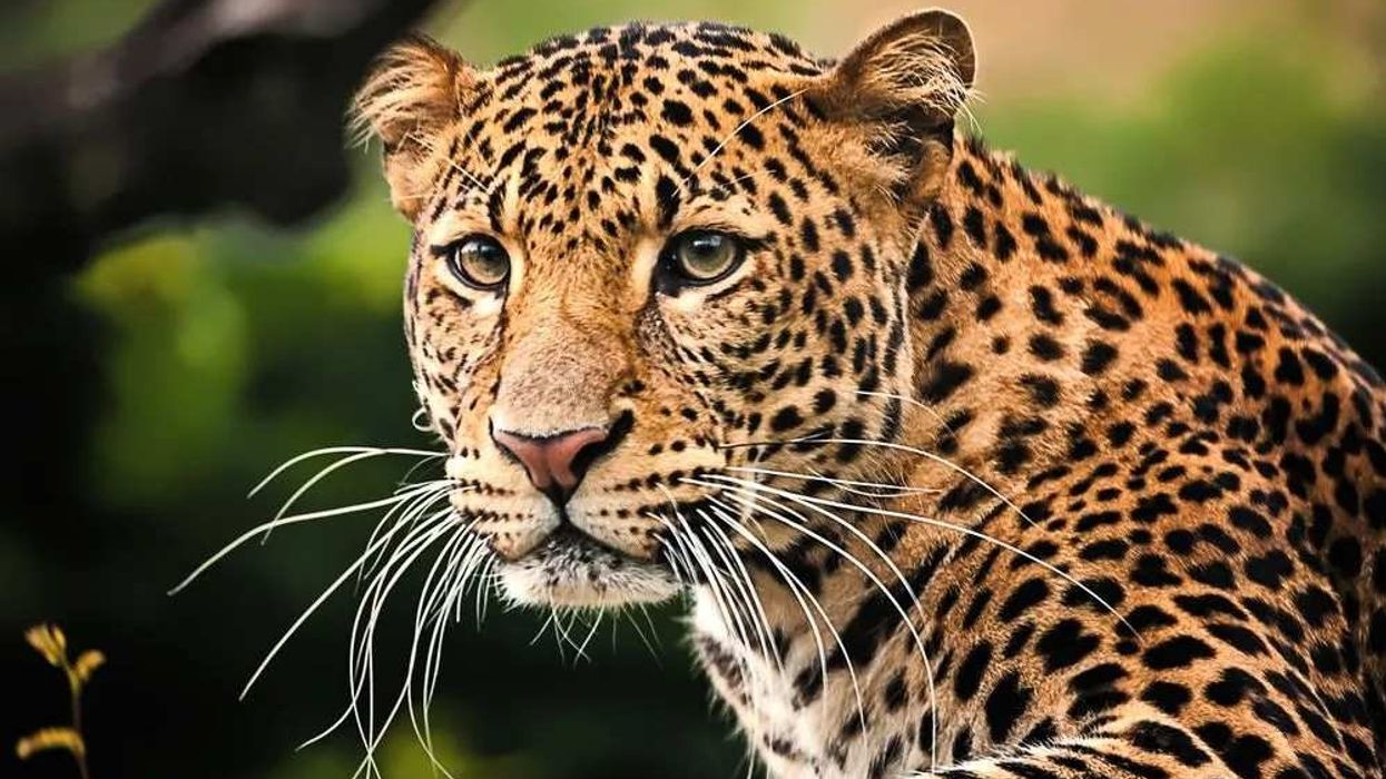 Find fascinating Javan leopard facts.