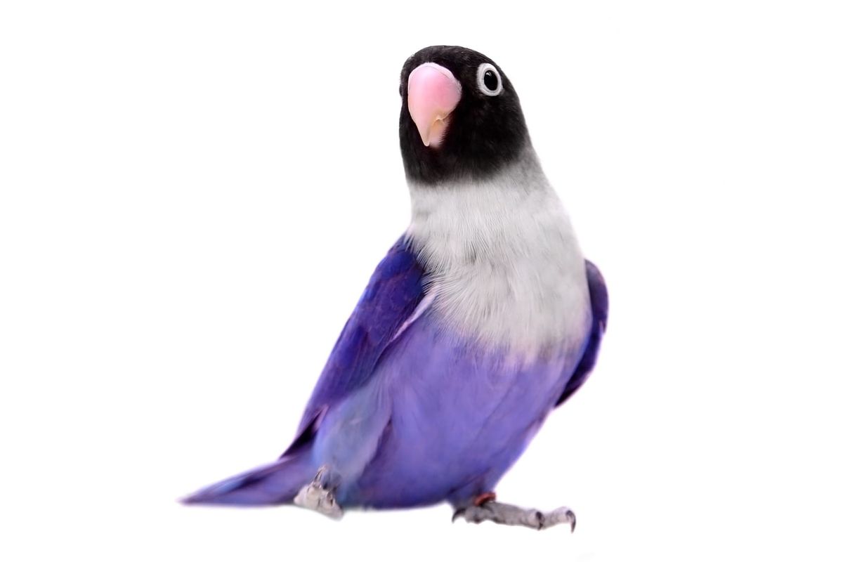Find fun violet masked lovebird facts!