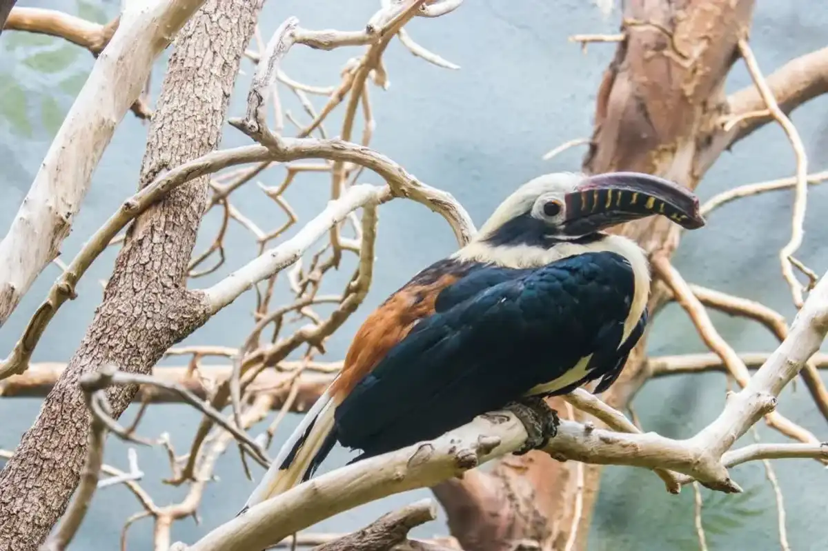 Find fun Visayan hornbill facts!