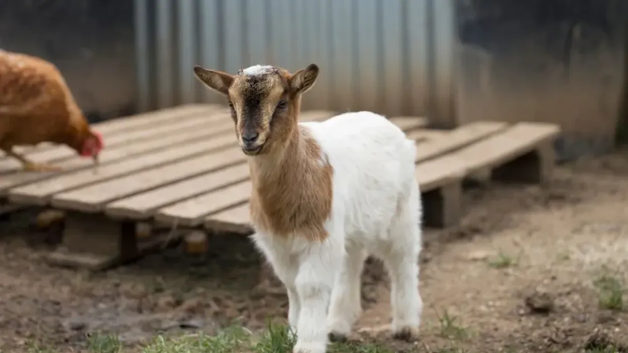 Find great pygmy goat facts here.