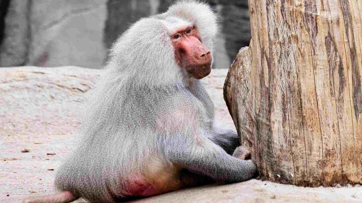 Find Hamadryas Baboon facts for kids here