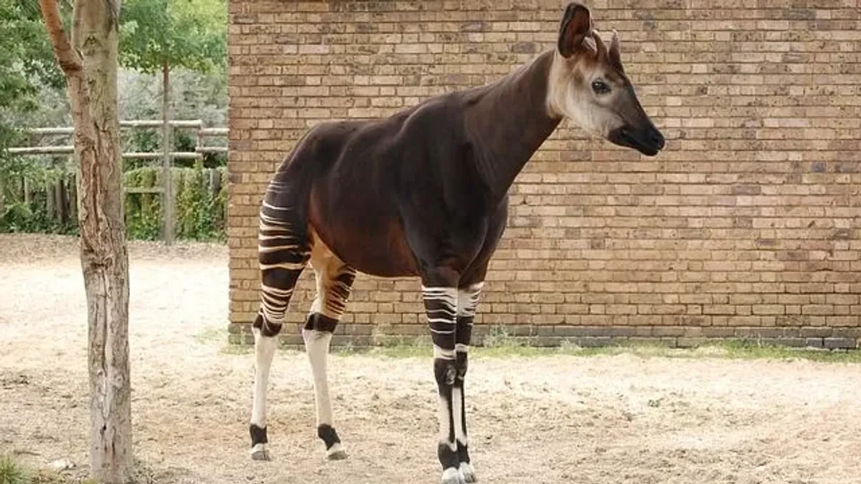 Find interesting and fun Okapi Facts about the mammal, which is a native of the Ituri rainforest of Congo in Africa.