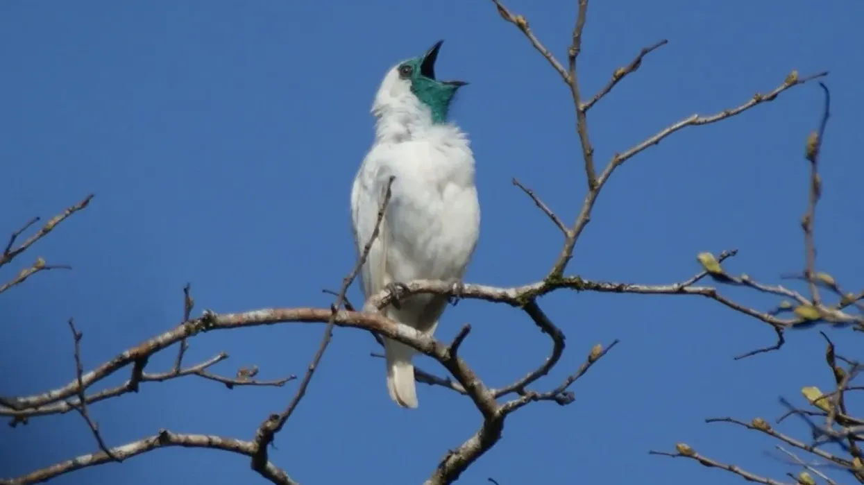 Find interesting bare throated bellbird facts about this bird that grabs the attraction of collectors.