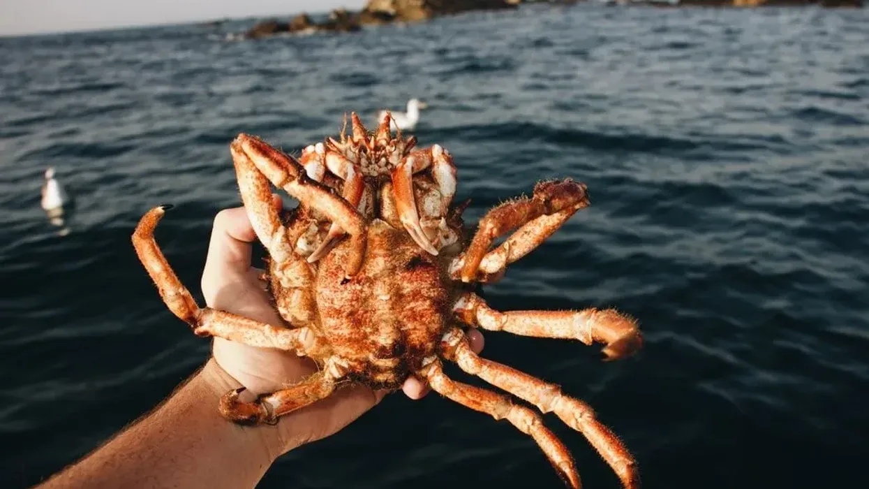 Find interesting blue king crab facts for everyone.