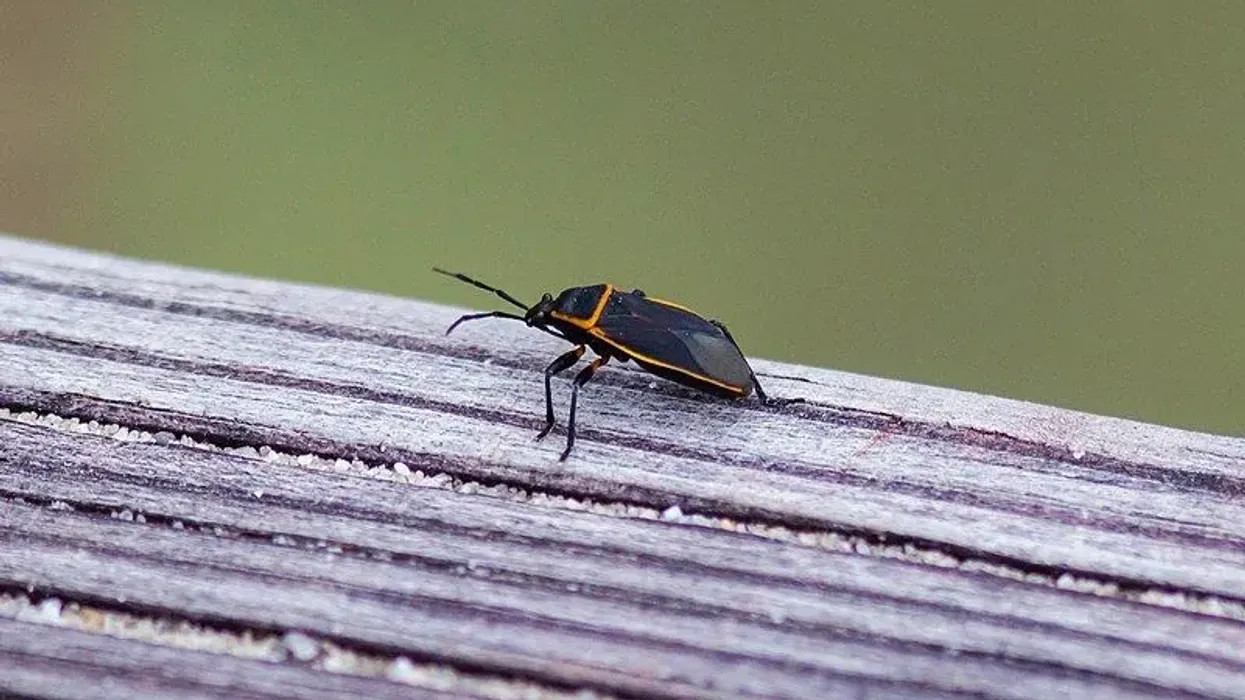 Find interesting bordered plant bug facts for kids here.