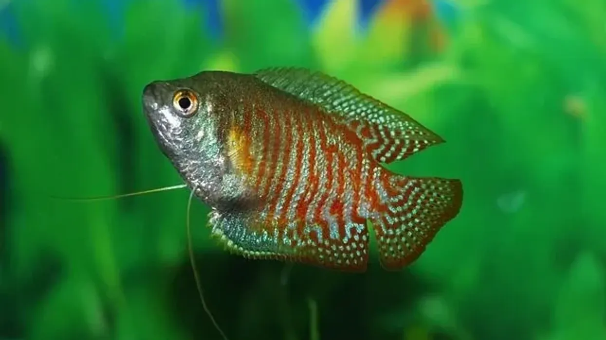 Find interesting colorful gourami facts here.