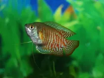 Find interesting colorful gourami facts here.