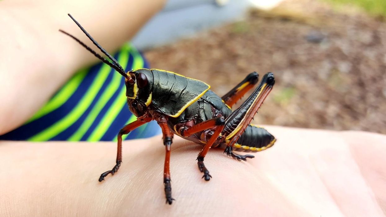 Find interesting eastern lubber grasshopper facts for kids