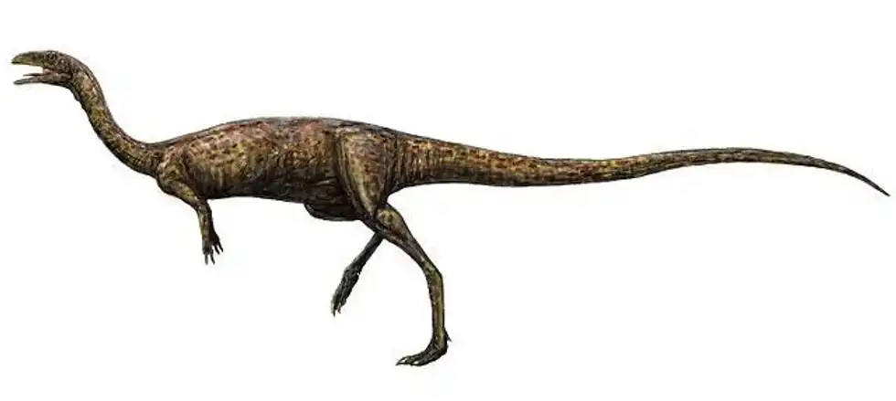 Find interesting Elaphrosaurus facts for kids including details about its diet, weight, length, size, fossil remains, complete skeleton, long neck, skull, and its slender body.