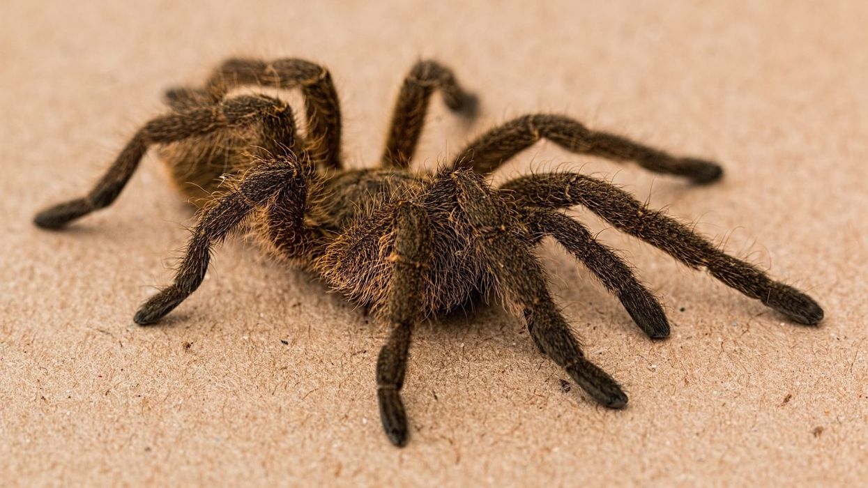 Find interesting Hercules baboon spider facts for kids.