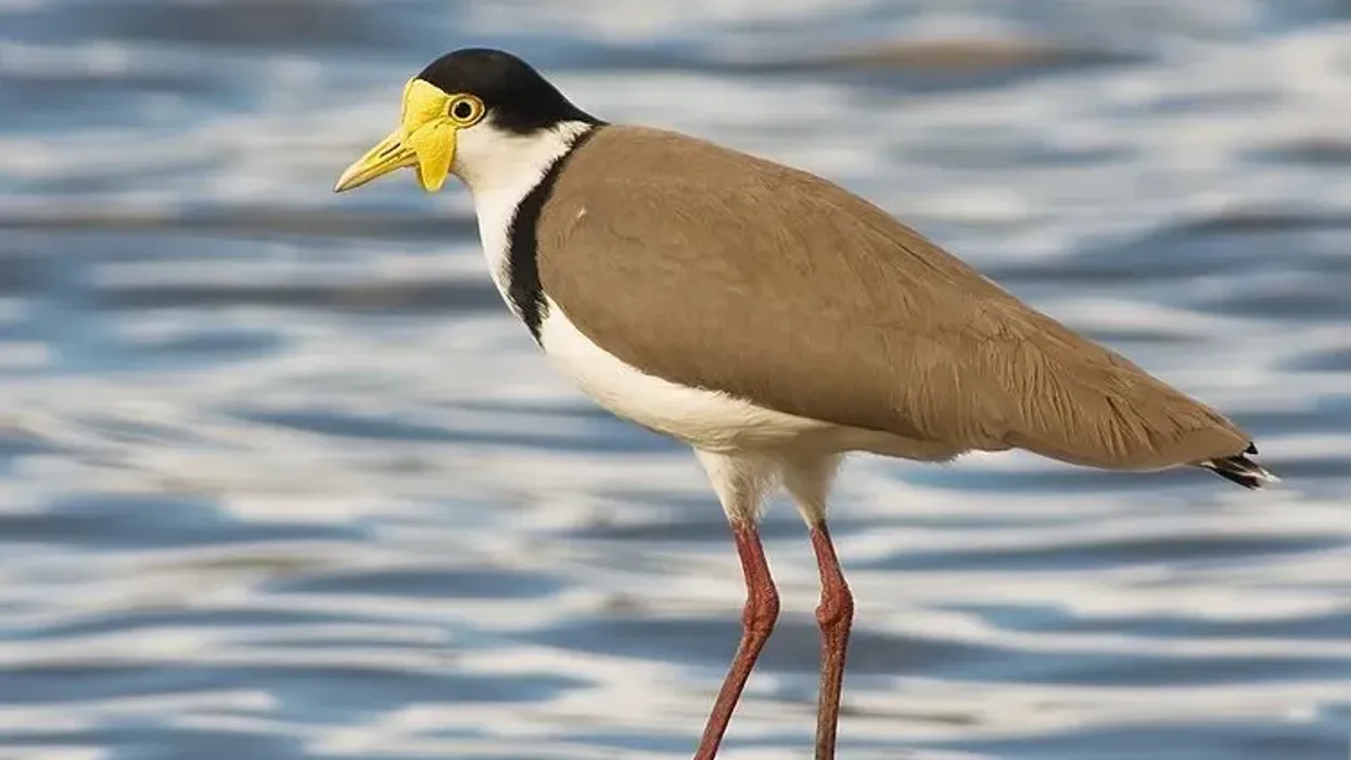 Find interesting masked lapwing facts for kids.