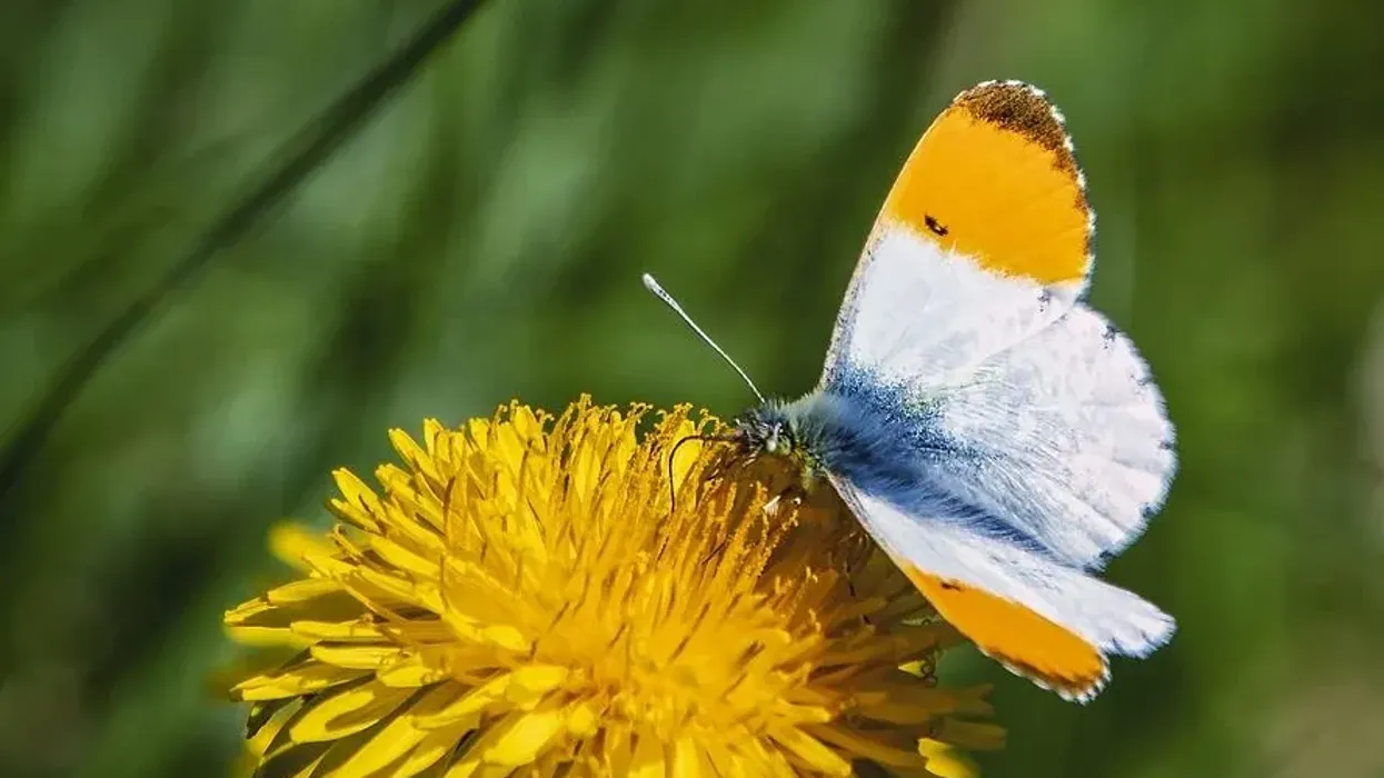 Find interesting orange tip facts adored by everyone.