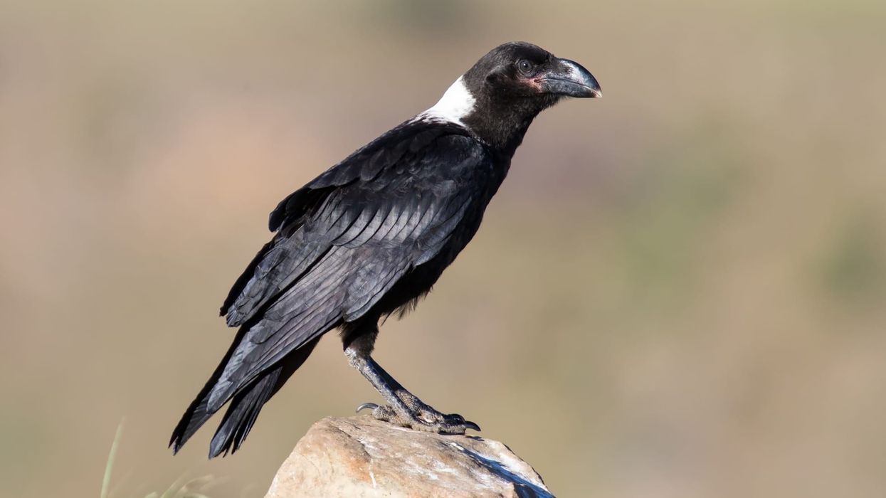 Find interesting white-necked raven facts in this article.