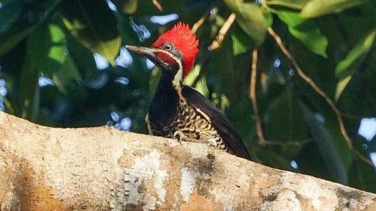 Find lineated woodpecker facts here at Kidadl.