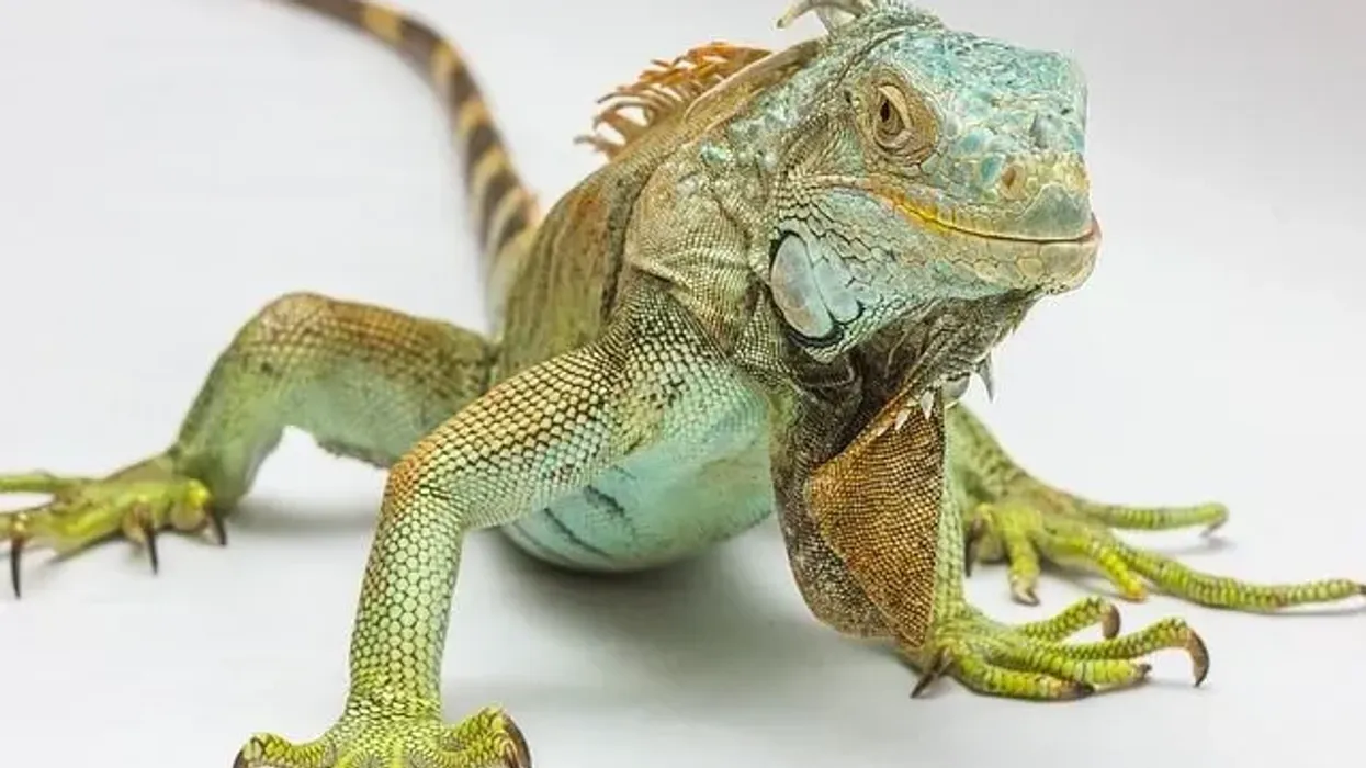 Find more about this reptile by reading these iguana facts.