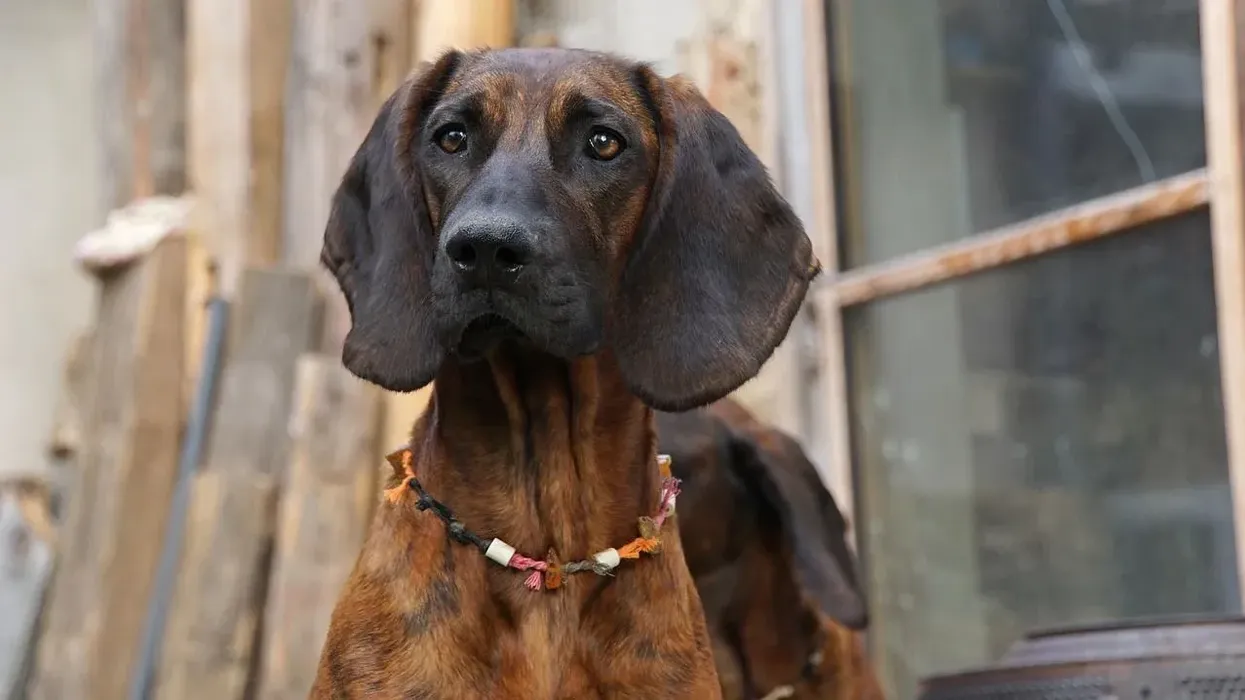 Find out about different hound breeds by reading about bloodhound facts.