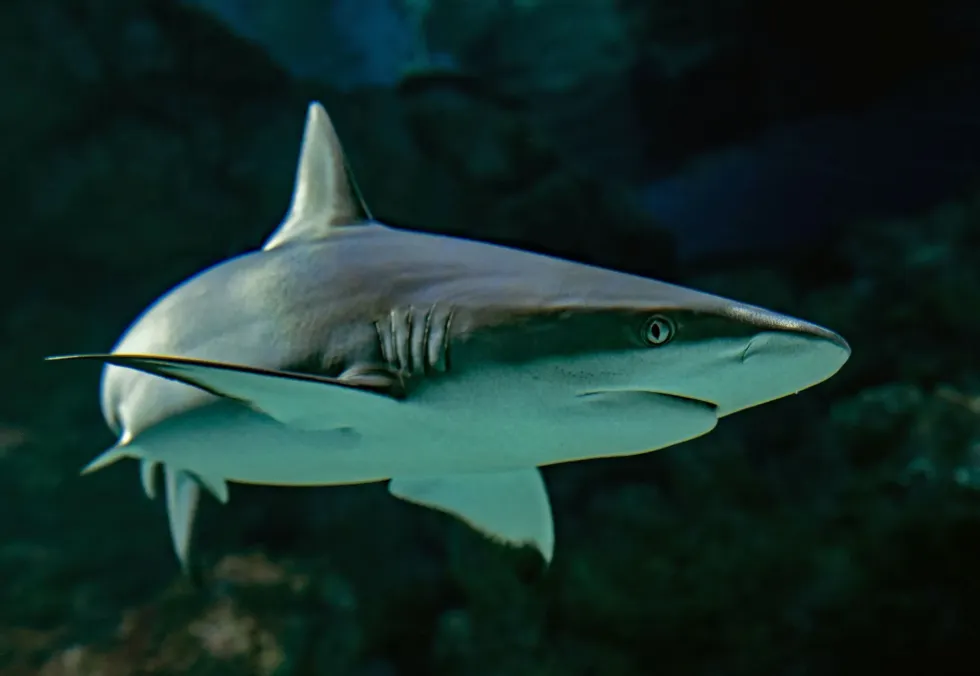 Find out do sharks make noise or if it's only heard in movies.