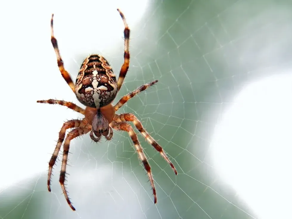 Find out do spiders eat ants and many more facts. Let's explore.